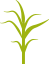 Кукуруза фаза 5-7 листьев